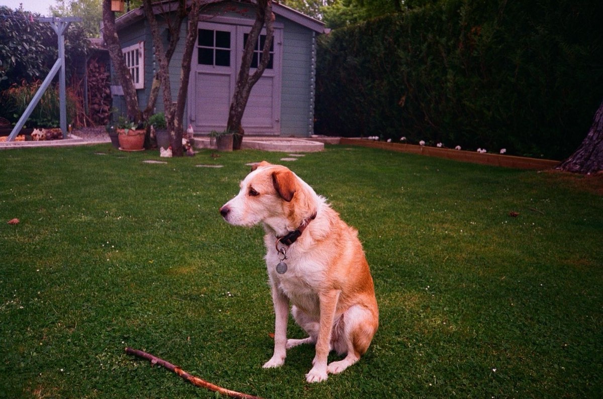 A dog sitting in a clean, freshly scooped backyard